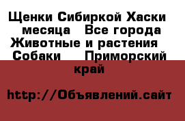 Щенки Сибиркой Хаски 2 месяца - Все города Животные и растения » Собаки   . Приморский край